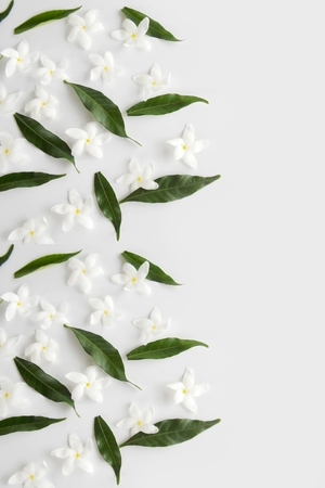 Beautiful white gardenia flower backgroundの写真素材