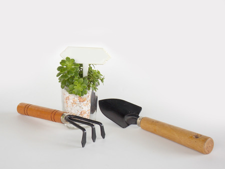 Small succulent plant with garden toolの写真素材