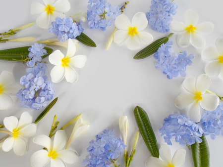 Beautiful white plumeria and   blue flower on white backgroundの写真素材
