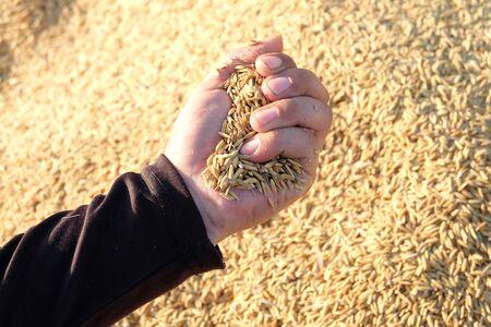 Rice seed in hand