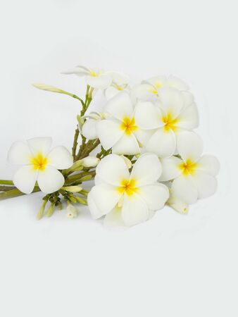 Beautiful white plumeria flower on white backgroundの写真素材