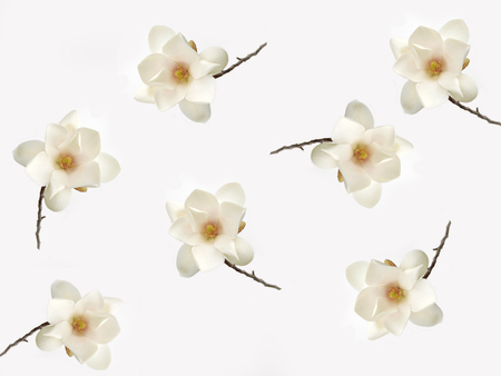 Beautiful white   magnolia flowerの写真素材