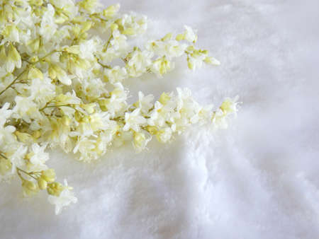 Lovely small white flowerの写真素材