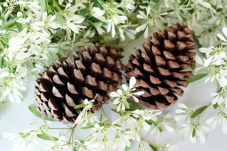Pine cone and white flowerの写真素材