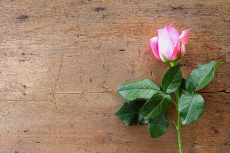 Rose on wooden backgroundの写真素材