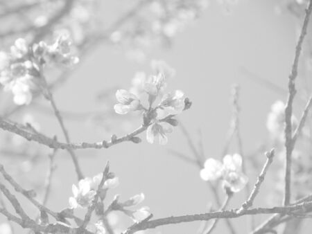 Beautiful sakura flower on sky background