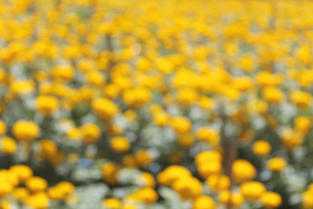 Blurred  marigold gardenの写真素材