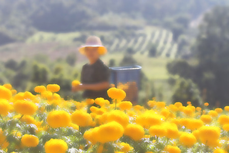 Blurred woman in marigold gardenの写真素材