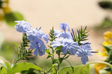 Beautiful blue flowerの写真素材