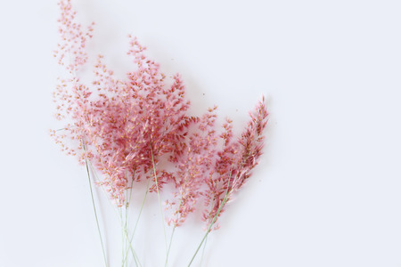 Lovely grass flowerの写真素材