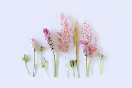 Lovely grass flowerの写真素材