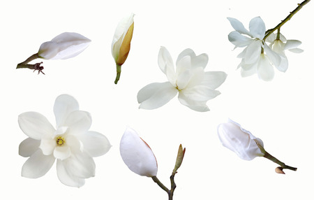 Beautiful magnolia flowerの写真素材