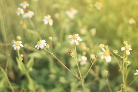 Grass flower in meadowの写真素材