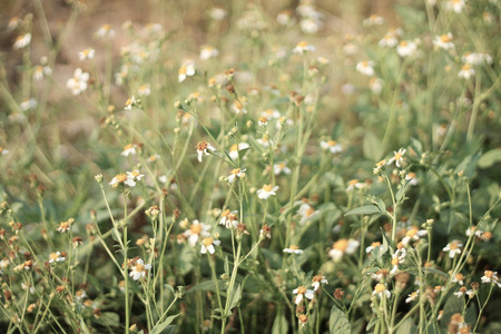 Grass flower in meadow