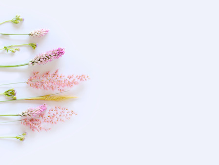 Grass flower isolated on white background.の写真素材