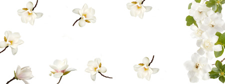 Magnolia flower bouquet isolated on white background.の写真素材