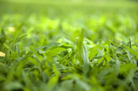 Grass background. Green grass textureの写真素材