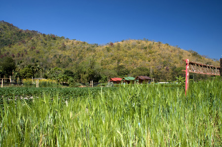 Strawberry field at thailandの写真素材