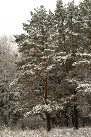 beautiful winter landscape, snow tall trees, pineの写真素材