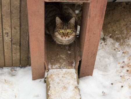 stray cat with big yellow eyes basking in the winterの写真素材