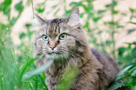 Gray cat close-up in the grass. An animal with beautiful eyes.の写真素材