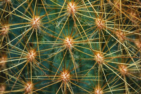 Cactus Thorn Macro Detail Natural Floral Pattern. Closeup Picture of Peyote Plant Sharp Spine Saguaro Prickle Background. Botanical Garden Succulent Leaf Detailed Photo. Desert Floraの写真素材