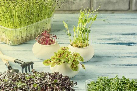 Small home garden. Growing microgreen at home.