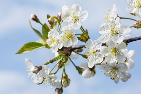 Flowering cherry closeup. Beautiful spring photo on a background of blue sky.の写真素材