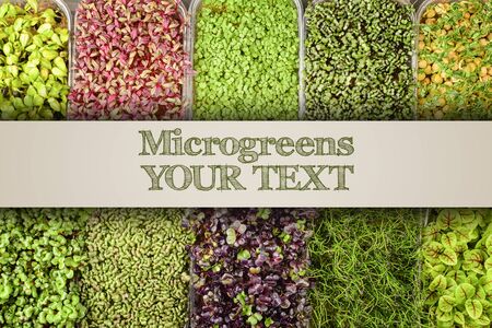 Photo from above, boxes with sprouts of young herbs of sorrel, radish, mustard, peas and basil. Place for text. Large selection of different microgreensの写真素材