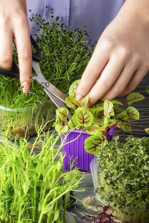A girl cuts a sheet of young sorrel greens with scissors. Growing micro greens. Useful conceptの写真素材