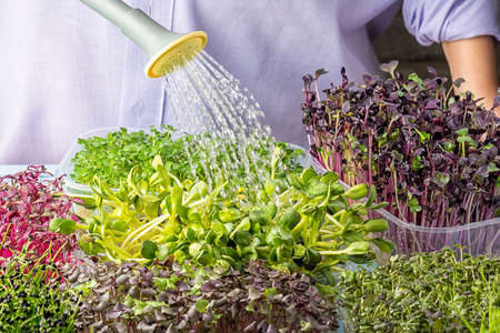 A girl waters the young sprouts.の写真素材