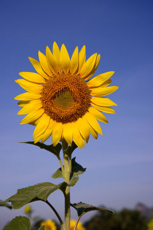 Beautiful yellow sunflower with blue skyの写真素材
