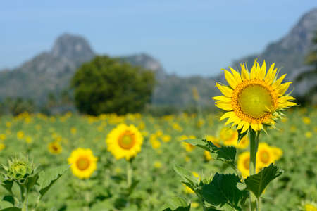 Beautiful yellow sunflower with blue skyの写真素材
