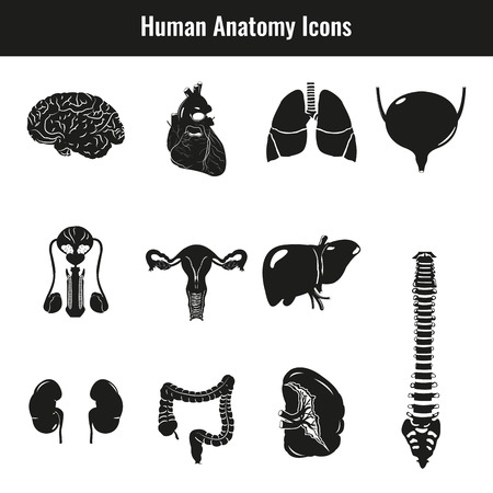 Human internal organs. Anatomy set. Vector iconsのイラスト素材