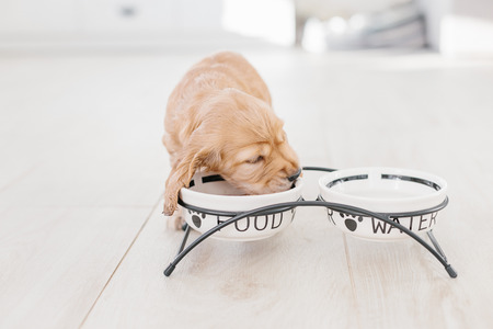 English cocker spaniel puppy eating dog food and drinking water from ceramic bowlの写真素材