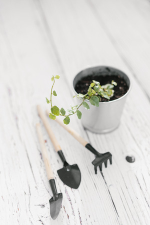 Plectranthus in zinc flowerpot and small garden tools on wooden background. Plectranthus amboinicus, Lamiaceae, Labiatae. House gardening conceptの写真素材