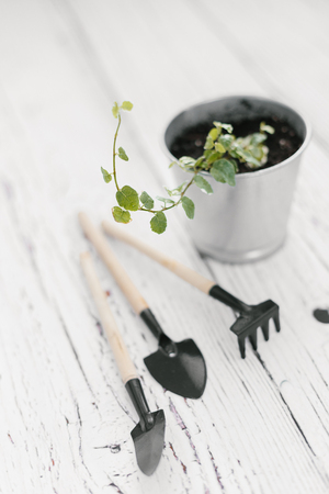 Plectranthus in zinc flowerpot and small garden tools on wooden background. Plectranthus amboinicus, Lamiaceae, Labiatae. House gardening conceptの写真素材