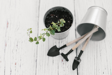 Plectranthus in zinc flowerpot and small garden tools on wooden background. Plectranthus amboinicus, Lamiaceae, Labiatae. House gardening conceptの写真素材