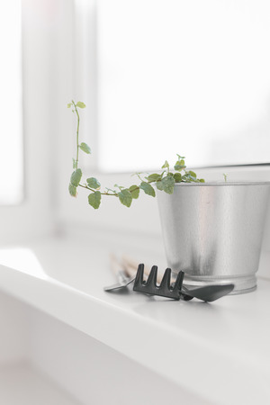 Plectranthus in zinc flowerpot and small garden tools on wooden background. Plectranthus amboinicus, Lamiaceae, Labiatae. House gardening conceptの写真素材
