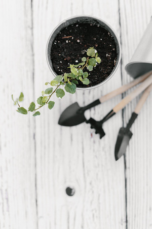 Plectranthus in zinc flowerpot and small garden tools on wooden background. Plectranthus amboinicus, Lamiaceae, Labiatae. House gardening conceptの写真素材