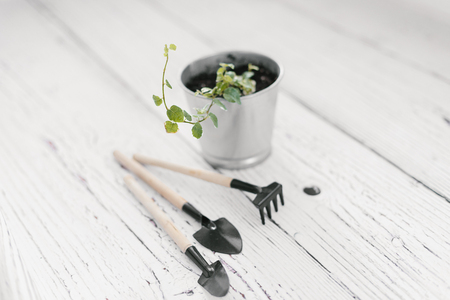 Plectranthus in zinc flowerpot and small garden tools on wooden background. Plectranthus amboinicus, Lamiaceae, Labiatae. House gardening conceptの写真素材