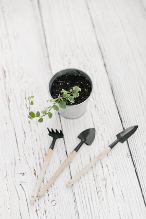 Plectranthus in zinc flowerpot and small garden tools on wooden background. Plectranthus amboinicus, Lamiaceae, Labiatae. House gardening conceptの写真素材