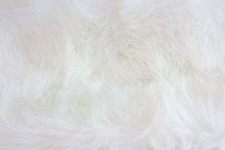white fur