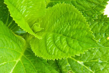 Green plant leaves.の写真素材