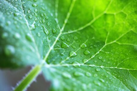 Green leaf with water drops.Macro shot, abstract.の写真素材