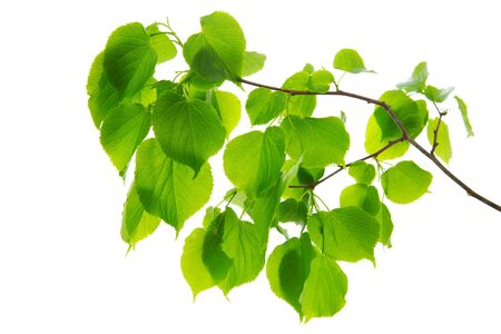 Green birch leaves isolated on white background.の写真素材