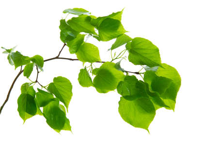 Green birch leaves isolated on white background.の写真素材