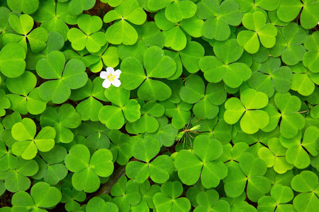 Green clover leaves background and white flower.の写真素材