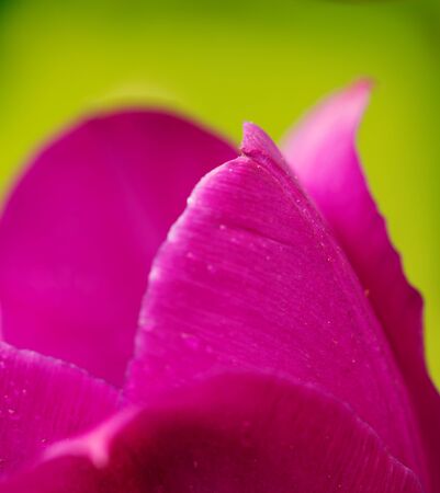 Fully blossoming purple tulip close-upの写真素材