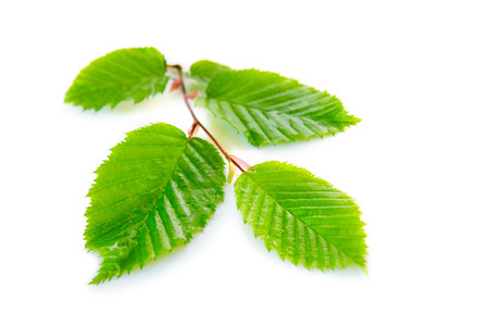 Beautiful Fresh Green Leaves  isolated on white background.の写真素材
